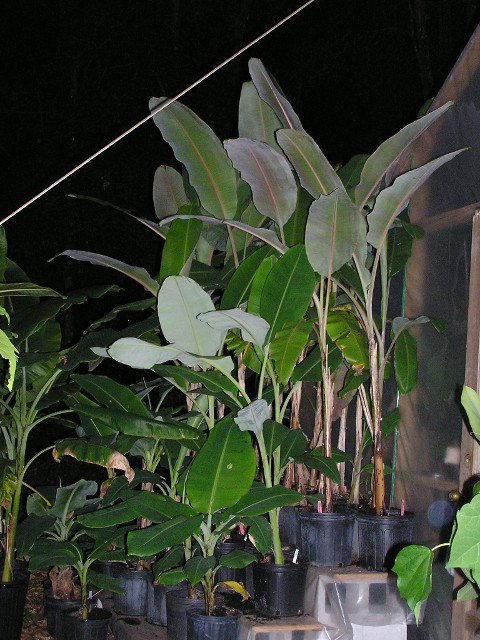 banana plants