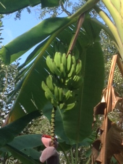 fruiting "Lady Fingers"