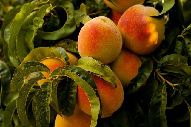 FL Gold peach