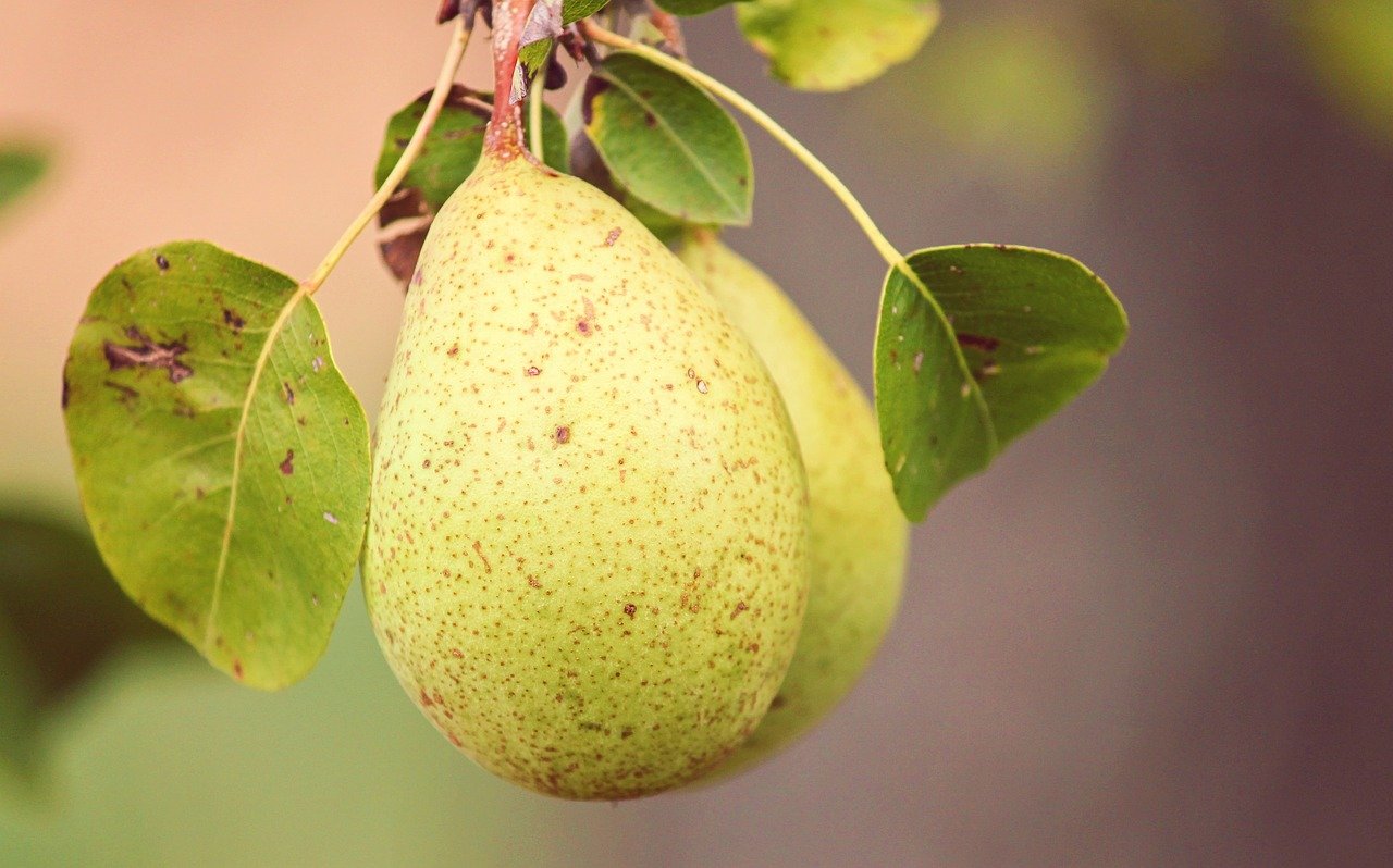 Hood pears