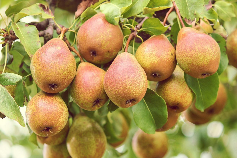 BALDWIN pears