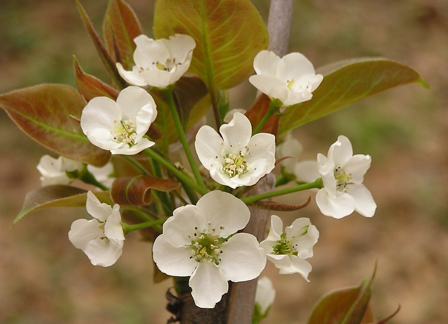pear blossoms