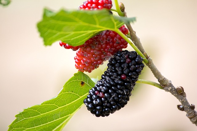 show fruits