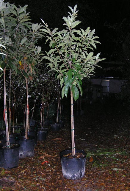 4.5yr old loquat trees