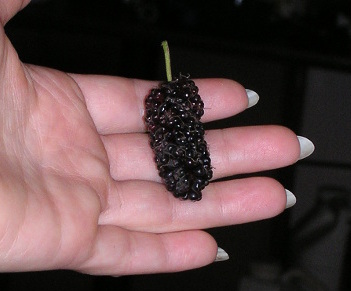 Peruvian Giant mulberry