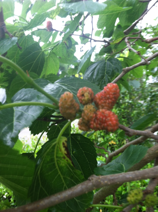 black mulberries