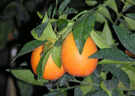 red limes