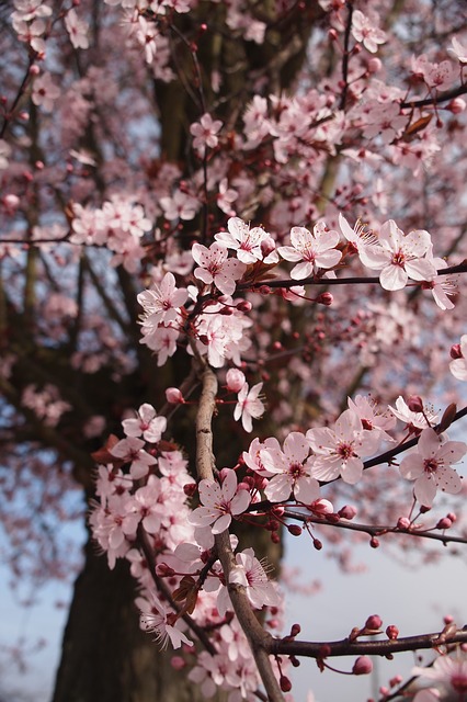 cherry blossoms on a mature tree