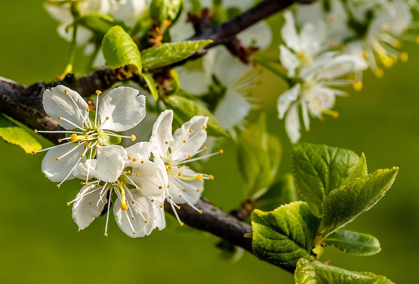 pluot flowers