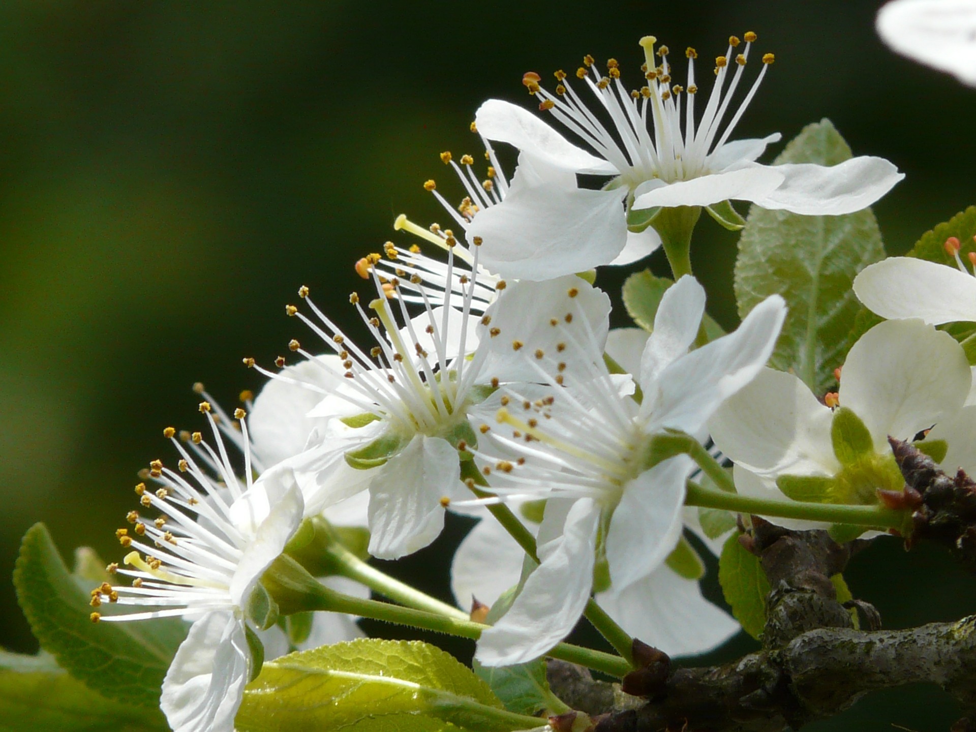plum blossoms2
