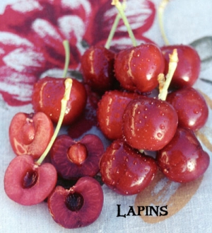 Lapins fruit