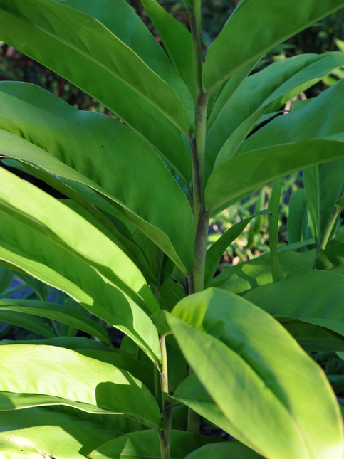 Alpinia Off