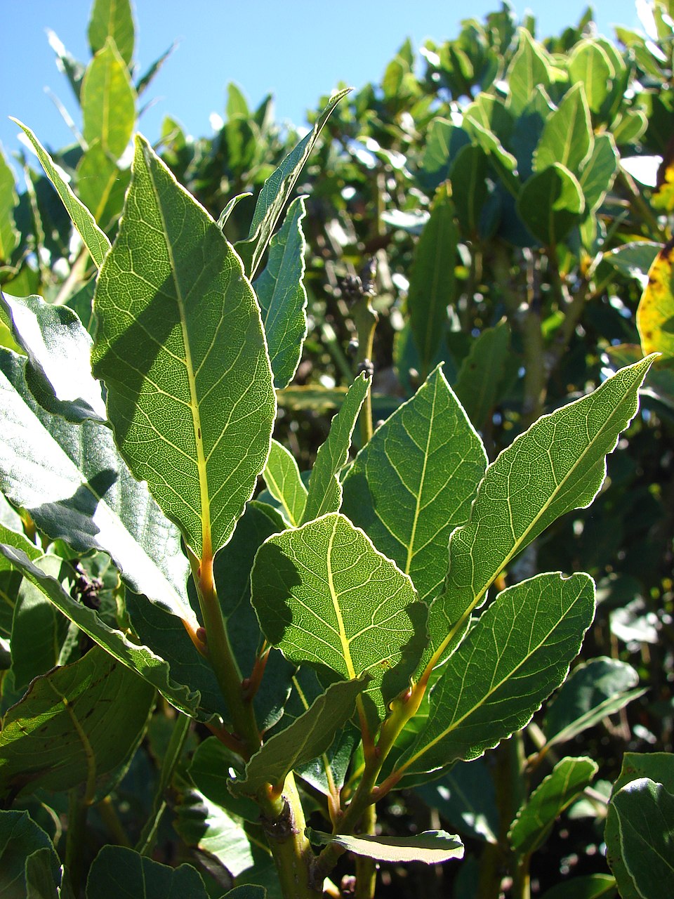 Bay leaf plant