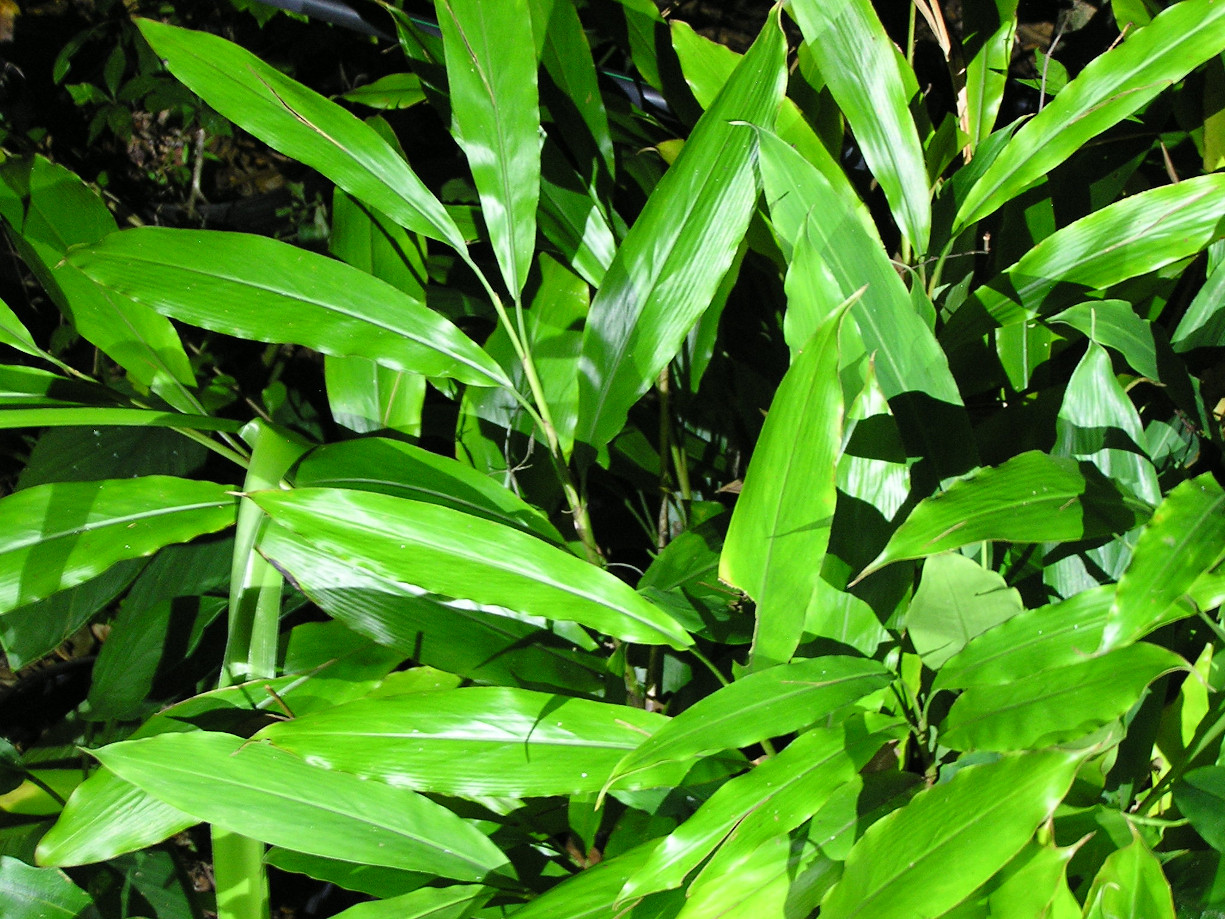 Cardamon leaves