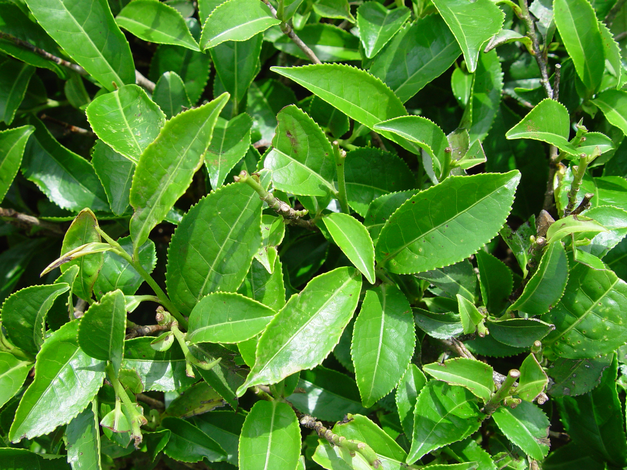 Tea Csinensis