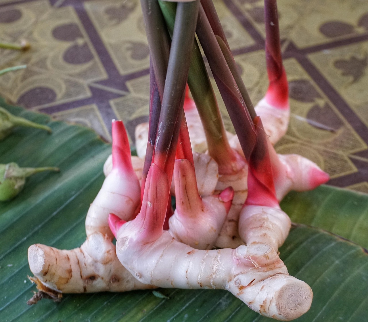 Thai Spice galangal