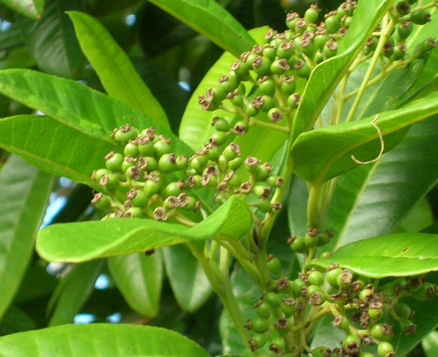 allspice berries