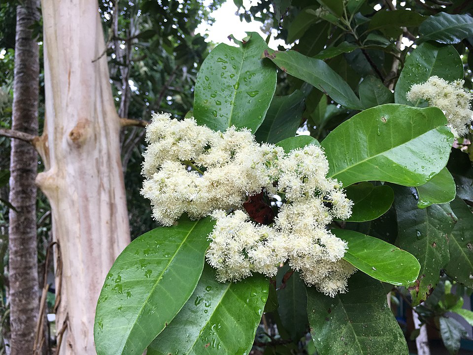 allspice flower