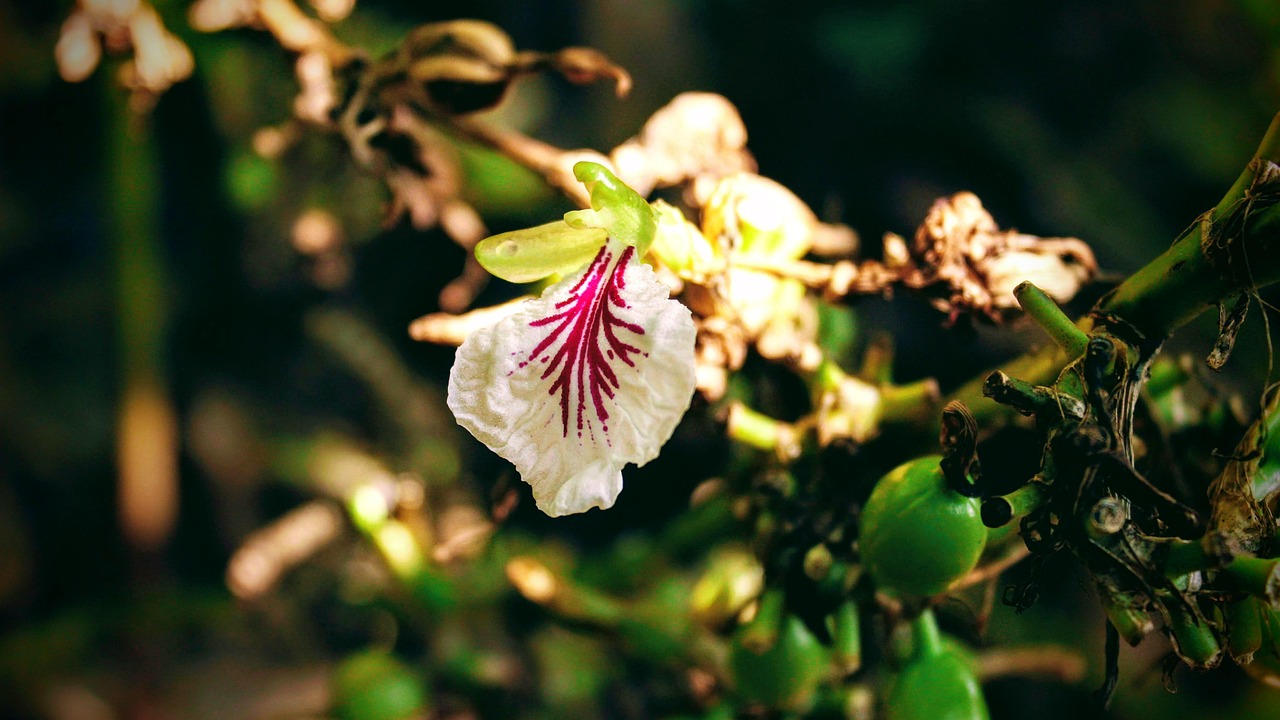 cardamom flower