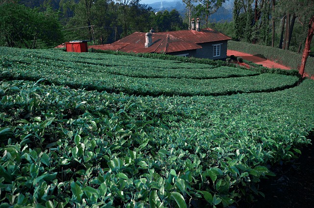 tea-leaves