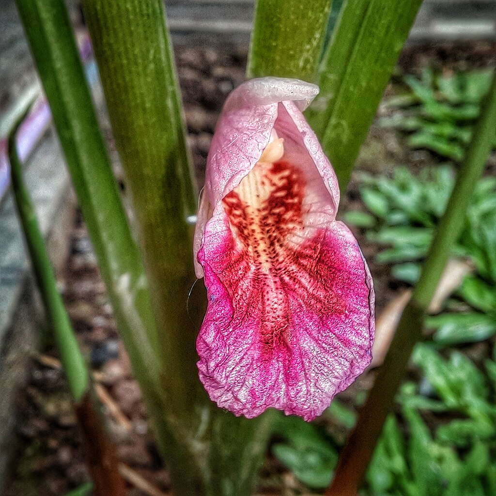 Fingerroot flower
