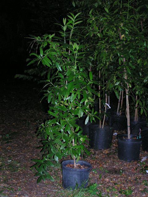 allspice_7g