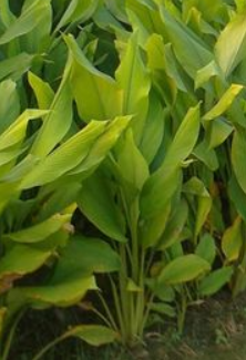 fingerroot plant