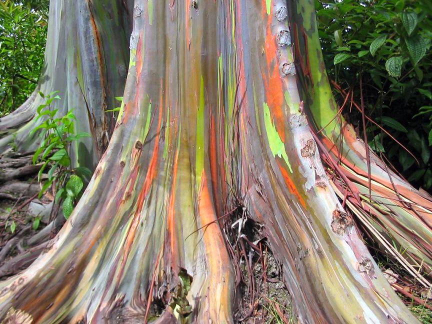 Eucalyptus_deglupta-base