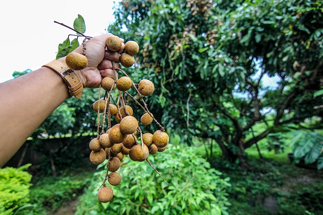 longan-1604659_640