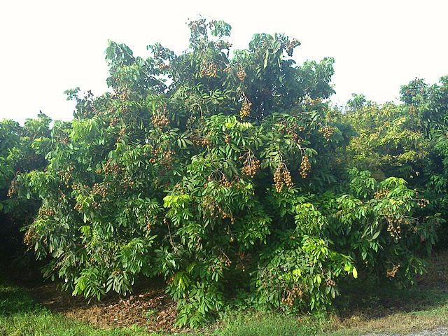 mature Longan tree